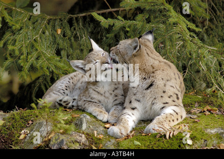 Eurasian lynx (Lynx lynx), female with cub, kissing, Germany Stock Photo