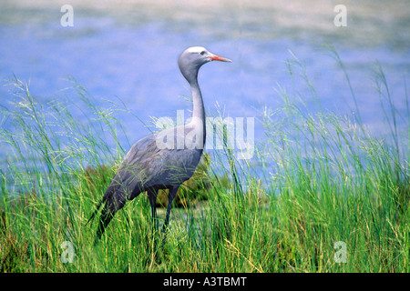 stanley crane, blue crane (Anthropoides paradisea), at shore, Namibia, Etosha NP Stock Photo