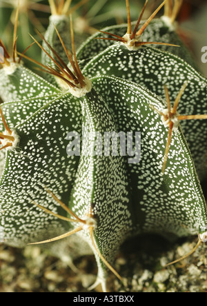 Monk's Hood, Ornamental Monks's Hood, Star Cactus (Astrophytum ornatum), rips Stock Photo