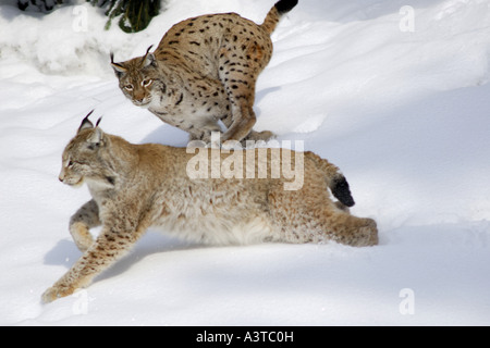 Eurasian lynx (Lynx lynx), two lynxs playing in snow Stock Photo