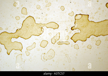 coffee stains on a paper Stock Photo