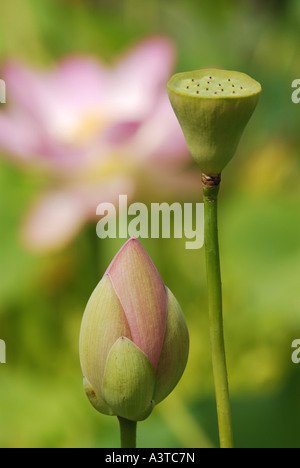 East Indian lotus (Nelumbo nucifera), bud an d fruit Stock Photo