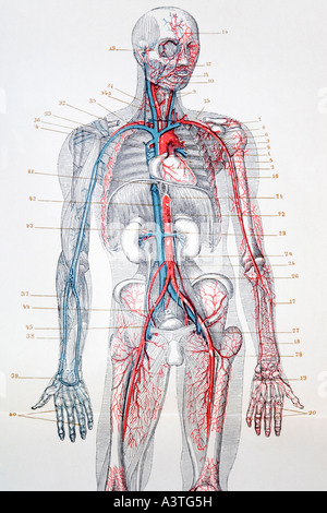 Picture of blood vessels of a human body, german encyclopedia from 1904 Stock Photo