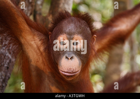 Orang-Utan (Pongo pygmaeus) in Tanjung Puting National Park, Central-Kalimantan, Borneo, Indonesia Stock Photo