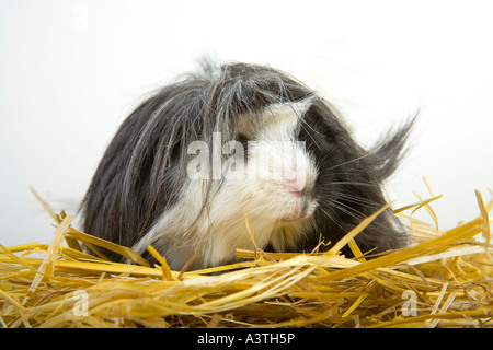 Guinea pig in straw Stock Photo