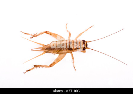 House cricket (Acheta domesticus) Stock Photo