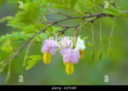 Beautiful bottlebrush like flowers of Dichrostachys cinerea in parts of South African Lowveld Stock Photo