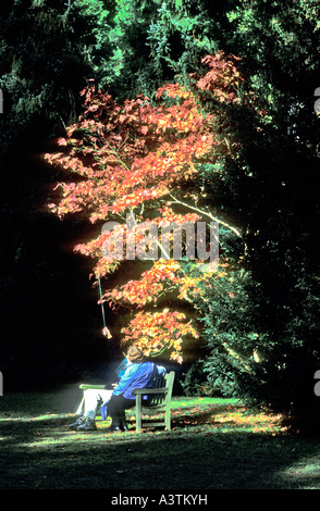 Two pensioners in a shaft of sunlight discussing the beautiful colour of leaves at Westonbirt arboretum Cotswolds Glos England U Stock Photo