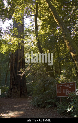 California Big Basin Redwoods State Park Redwood Trail Chimney Tree Stock Photo