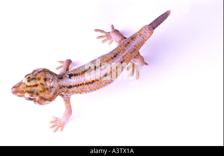 Gecko teratoscincus scincus China with part regrown tail Stock Photo