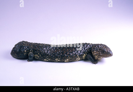 Bob tailed skink or stump tailed skink Tiliqua rugosa Australia Stock Photo