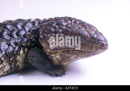 Bob tailed skink or stump tailed skink Tiliqua rugosa Australia Stock Photo