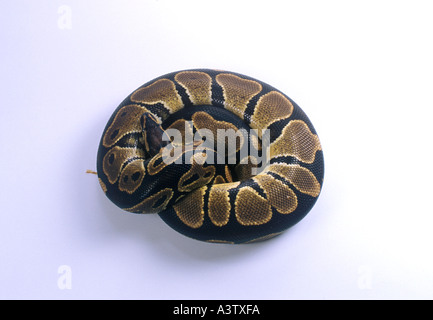Royal Python Python Regius curled up on White background Stock Photo