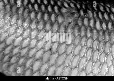 Weight fish scale not scales Black and White Stock Photos & Images - Alamy