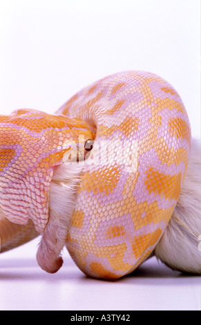 Albino Burmese python python molurus bivittatus swallowing rat Stock Photo