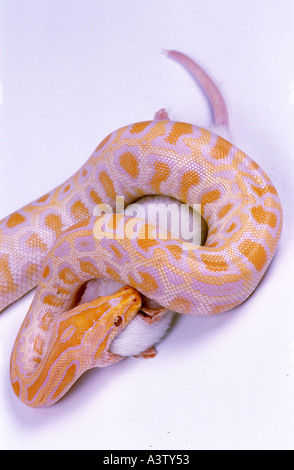 Albino Burmese python python molurus bivittatus swallowing rat Stock Photo