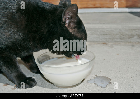 Cat drinking Milk from a glass bowl Stock Photo