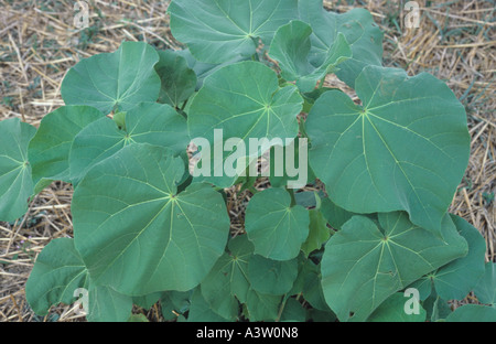 Velvet Leaf Abutilon theophrasti immature plant Stock Photo