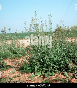 Shepherd s purse Capsella bursa pastoris flowering in waste ground Stock Photo