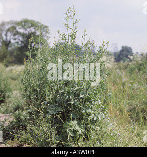 Hedge mustard Sisymbrium officinale in Flower Stock Photo