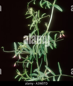 Hairy tare Vicia hirsuta flowering plant Stock Photo