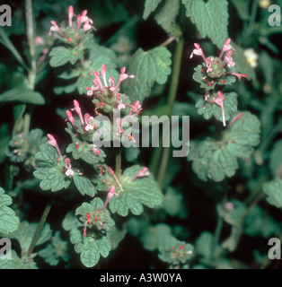 Henbit dead nettle Lamium amplexicaule flowering plants Stock Photo