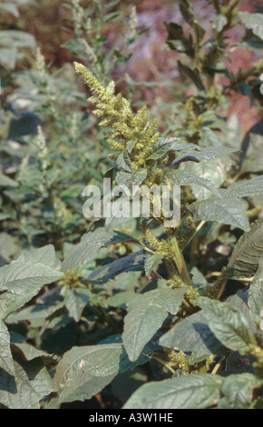 Common Amaranth or Pigweed Amaranthus retroflexus in flower
