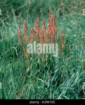 Common sorrel Rumex acetosa flowering plants in roadside grass Stock Photo