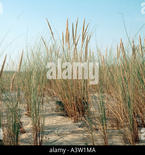 Marram grass Ammophila arenaria seeding on sand dune Stock Photo
