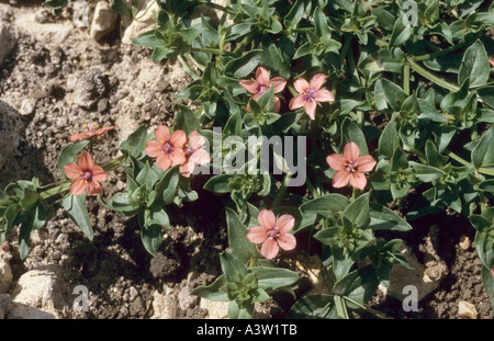 Scarlet Pimpernel Anagallis arvensis in Flower Stock Photo