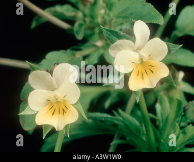 Field pansy Viola arvensis flowers Stock Photo