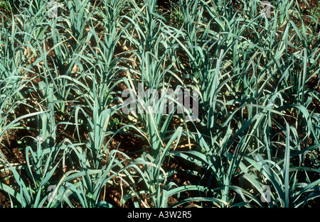 Immature leek crop in the field with some disease rust Stock Photo