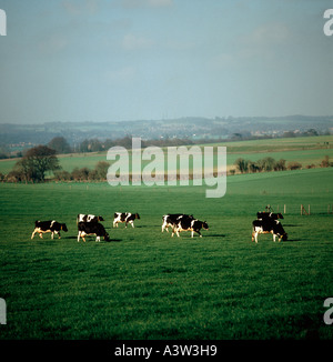 Holstein Friesian dairy cows on spring pasture in early morning light Hampshire Stock Photo