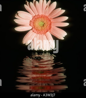 Pink gerbera flower with reflection in dark water surface Stock Photo