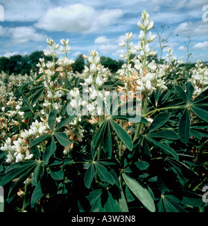 White lupin Lupinus albus flowers in crop in Cornwall Stock Photo