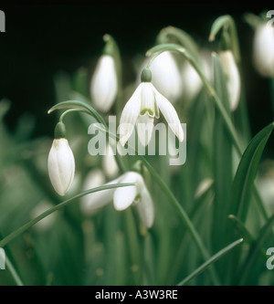 Snowdrop Galanthus nivalis flowering plants Stock Photo
