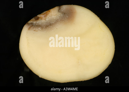 Bacterial rot (Erwinia carotovora) in a potato tuber section Stock ...