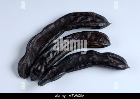 Carob Tree / Locust Tree  Stock Photo