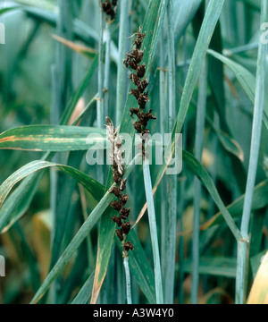 Loose smut (Ustilago nuda f.sp. tritici) smutted ears on wheat Stock Photo