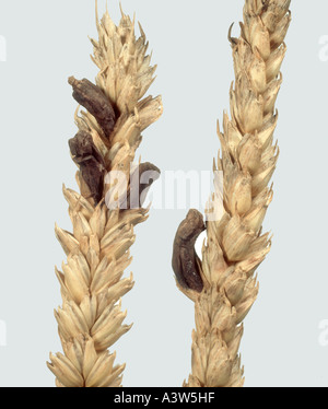 Ergot Claviceps purpurea replacing grain in ripe wheat ear Stock Photo