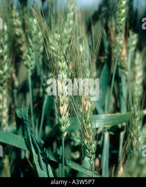 Ear blight or head scab Fusarium spp on bearded wheat crop Stock Photo