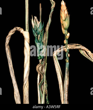 Flag smut Urocystis agropyri on wheat crop flag leaf USA Stock Photo
