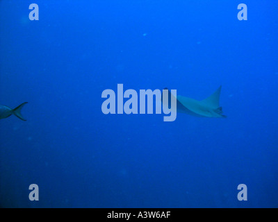 Golden cownose ray Stock Photo - Alamy