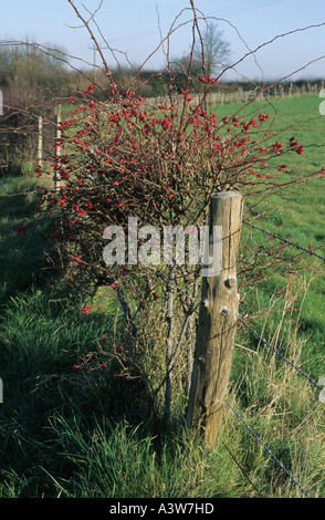 Dog rose Rosa canina in winter with hips in hedgerow Stock Photo