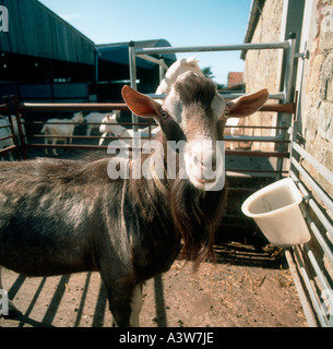 Toggenburg billy goat in collecting yard Stock Photo