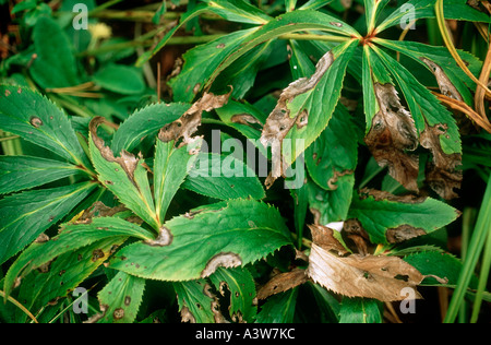 Hellebore leaf spot (Microsphaeropsis hellebori) disease damage to hellebore leaves Stock Photo