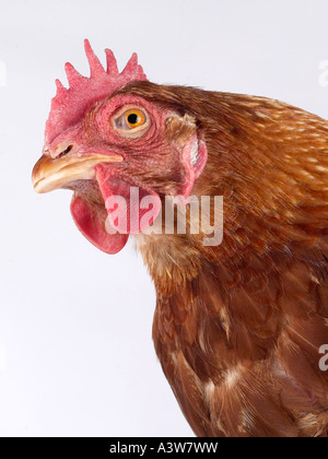The head of a chicken shot from below. Stock Photo