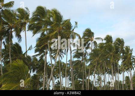 Coconut trees trembling by the wind at Itaparica Island tropical paradise in Bahia state Brazil Stock Photo