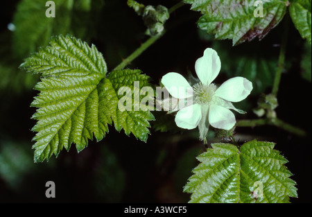 California blackberry Rubus ursinus leaves and flower Glen Park San Francisco California USA Stock Photo