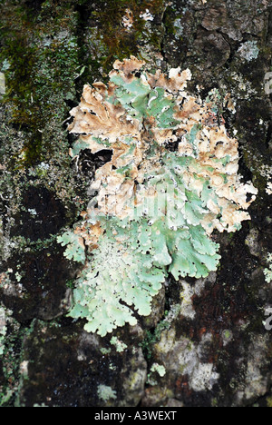 lichen growing on tree Stock Photo